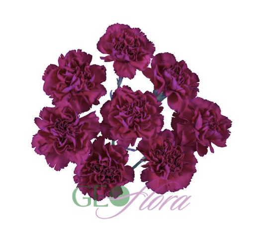 Mini Carnation Purple - 10 stem bunch
