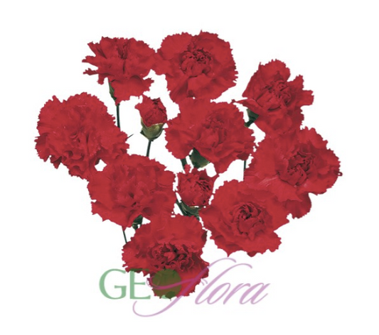 Mini Carnation Red - 10 stem bunch
