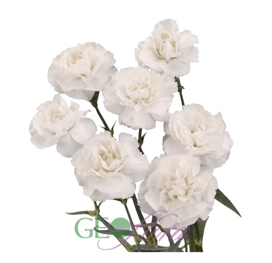 Mini Carnation White - 10 stem bunch