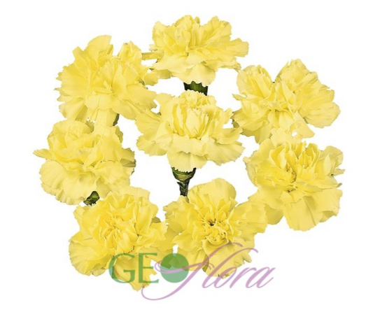 Mini Carnation Yellow - 10 stem bunch