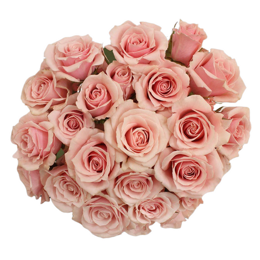 Pink Majolica - 10 stem bunch