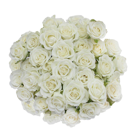 Snowflake - 10 stem bunch