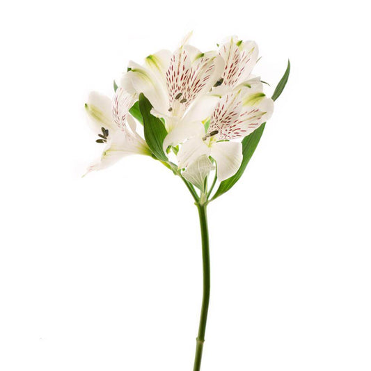 Alstroemeria White - 10 stem bunch