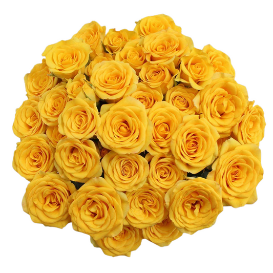 Yellow Babe - 25 stem bunch