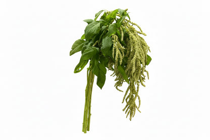 Amaranthus Green Hanging