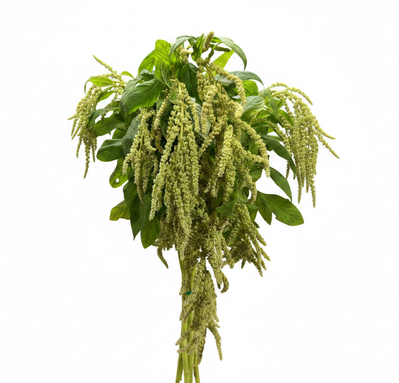 Amaranthus Green Hanging