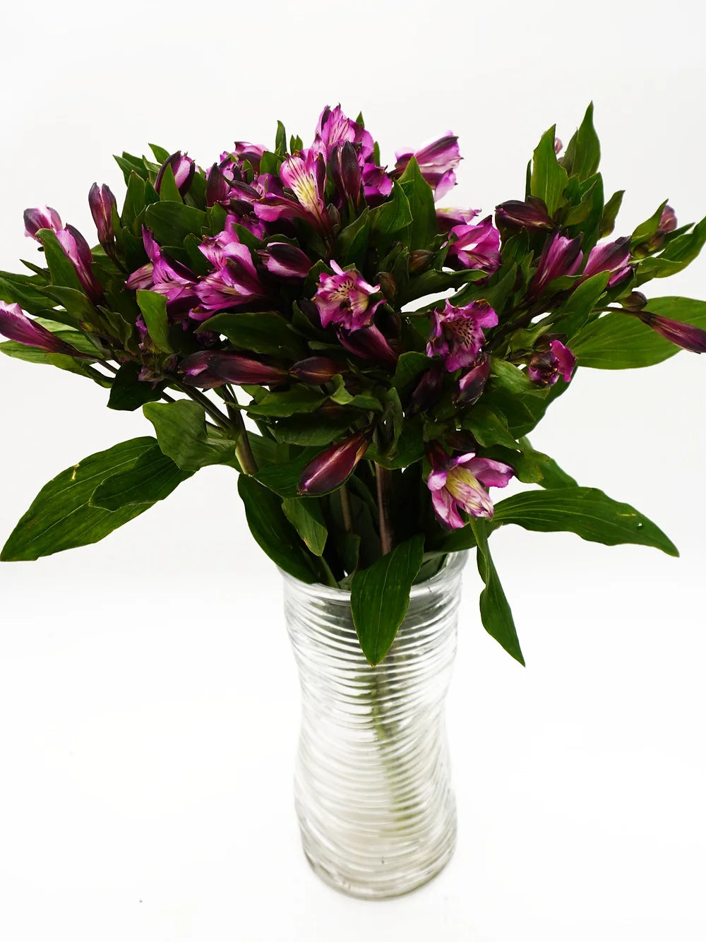 Alstroemeria Purple - 10 stem bunch
