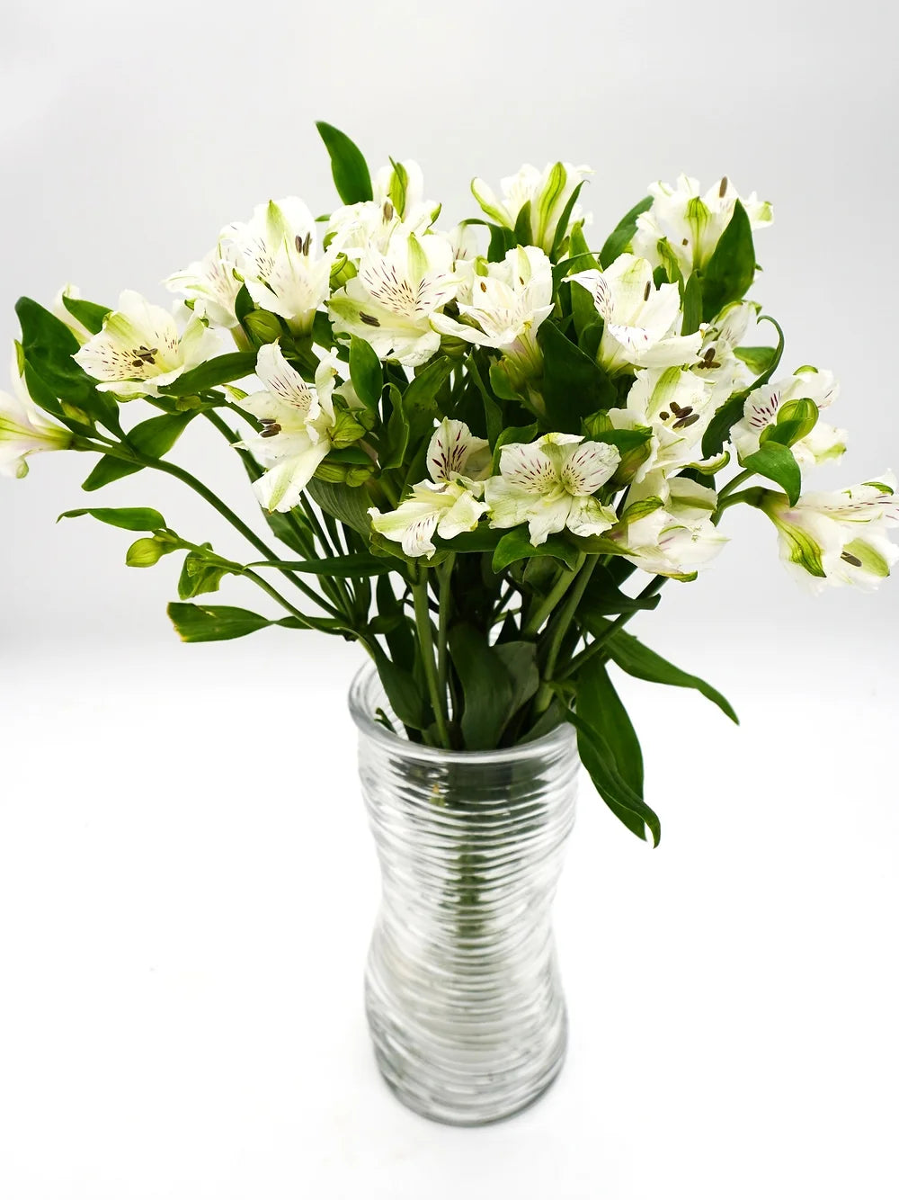 Alstroemeria White - 10 stem bunch