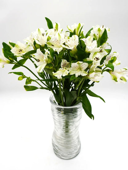 Alstroemeria White - 10 stem bunch