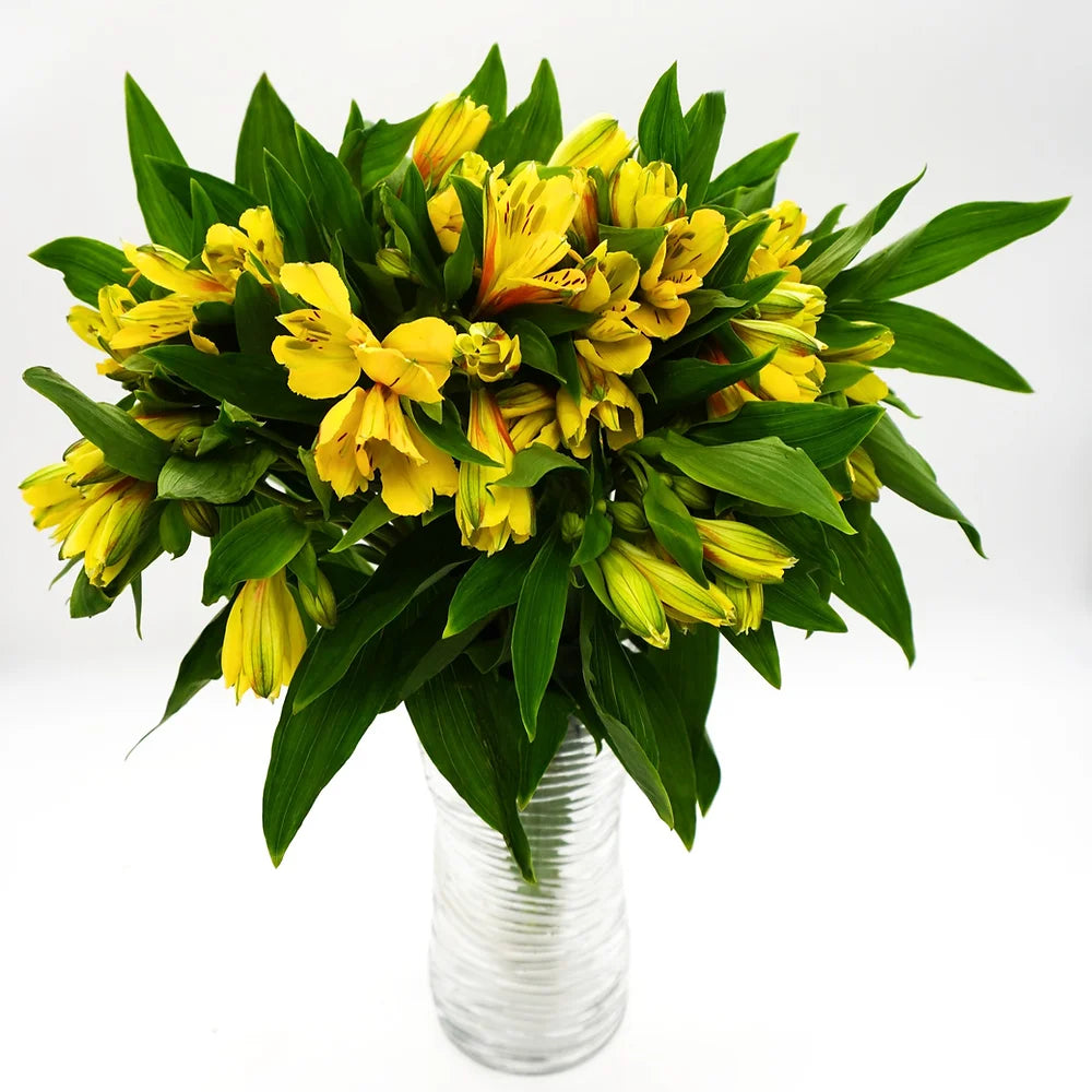 Alstroemeria Yellow - 10 stem bunch