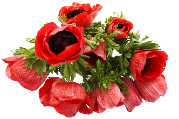 Anemones Red - 10 stem bunch