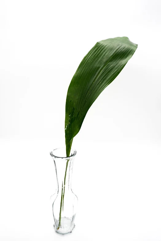 Aspidistra - 10 stem bunch