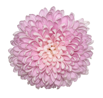 Ball Mum Pink - 10 stem bunch