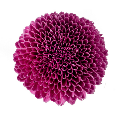 Ball Mum Purple - 10 stem bunch