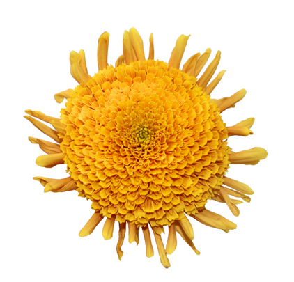 Ball Mum Yellow - 10 stem bunch