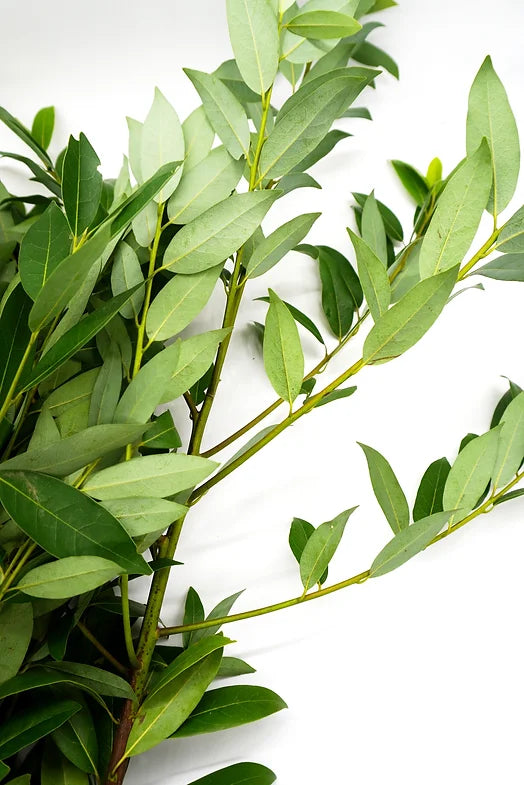 Bay Laurel - 10 stem bunch