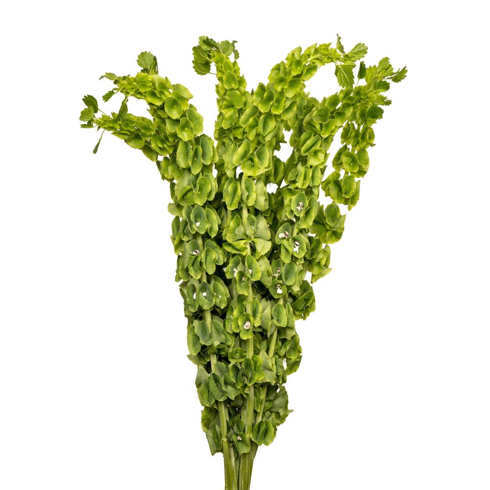 Bells of Ireland - 10 stem bunch