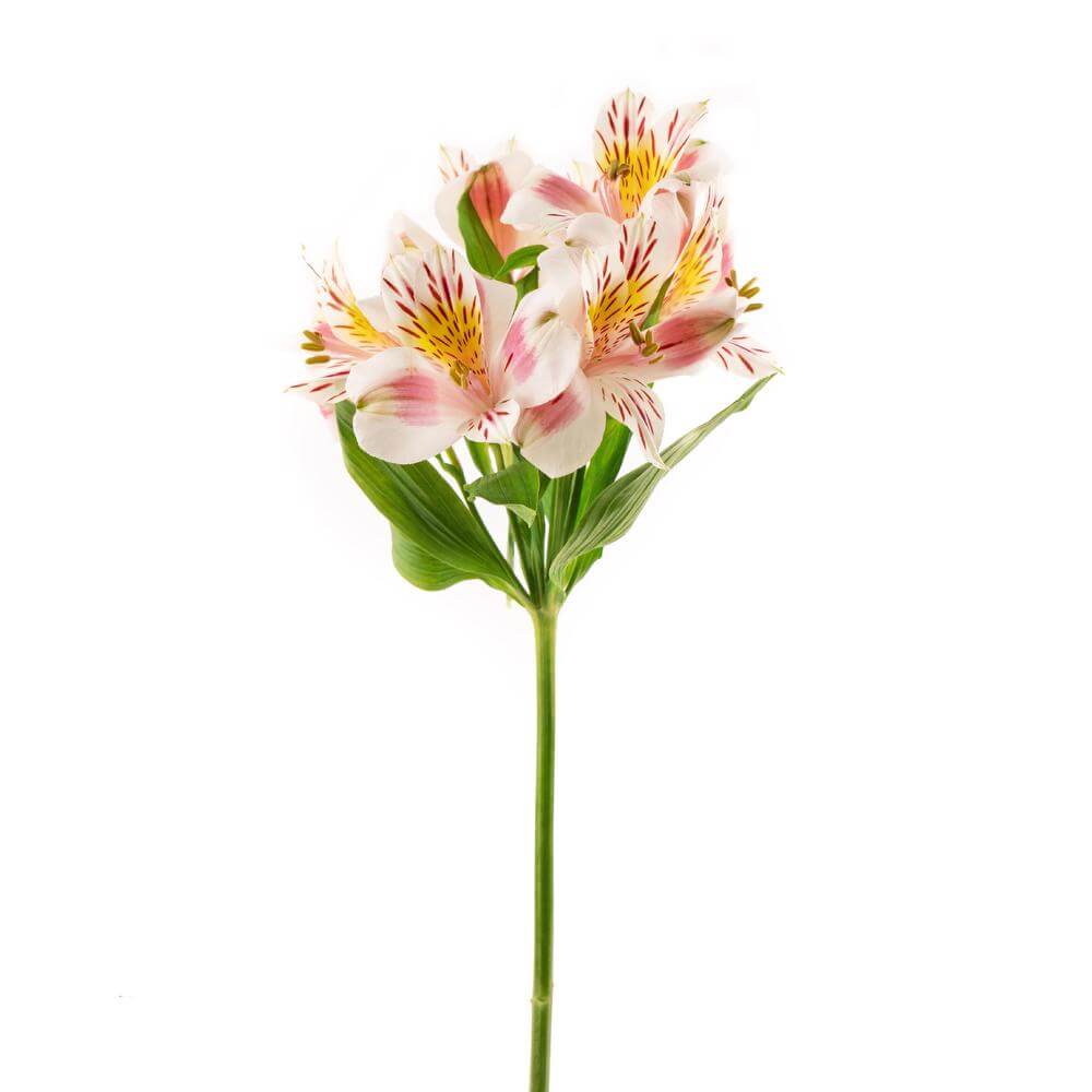 Alstroemeria - Bi-Color