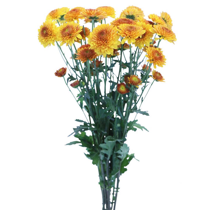 Bronze Button Pom - 7 stem bunch