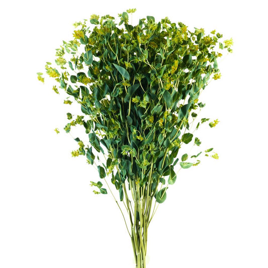 Bupluremn - 10 stem bunch