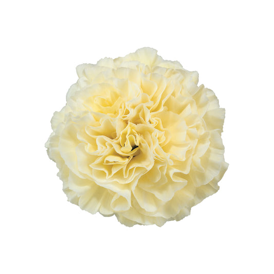 Carnation Cream - 25 stem bunch