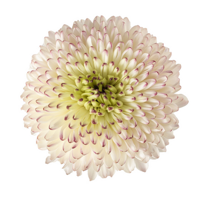 Ball Mum Capuccino - 10 stem bunch