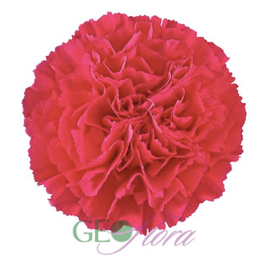 Carnation Hot Pink - 25 stem bunch