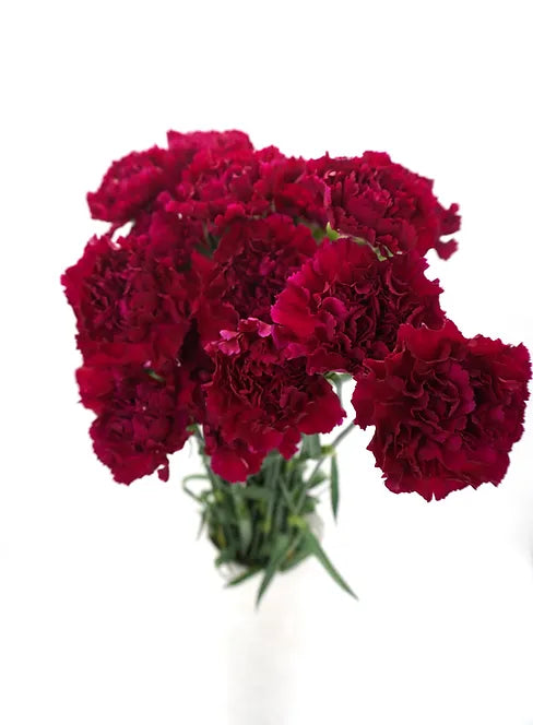 Carnation Burgundy - 25 stem bunch