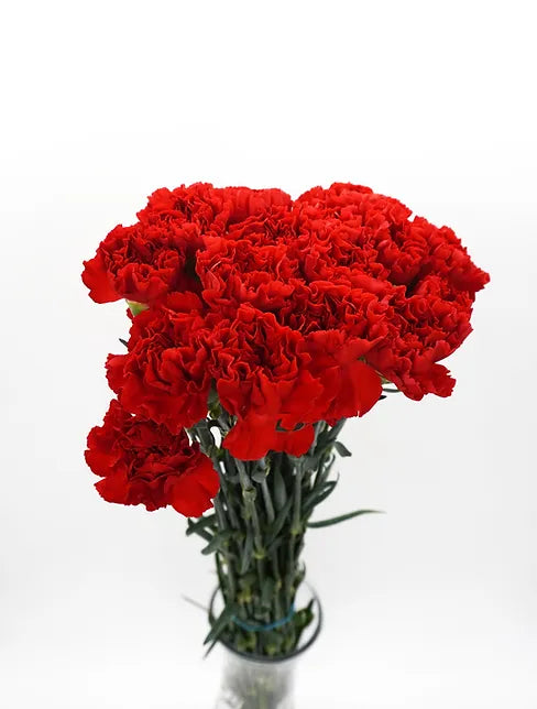 Carnation - Red - 25 stem bunch