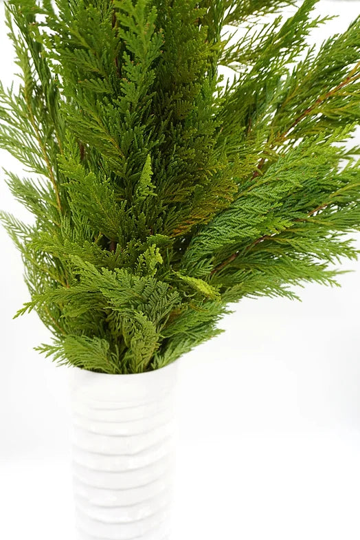 Cedar -  2lbs bunch