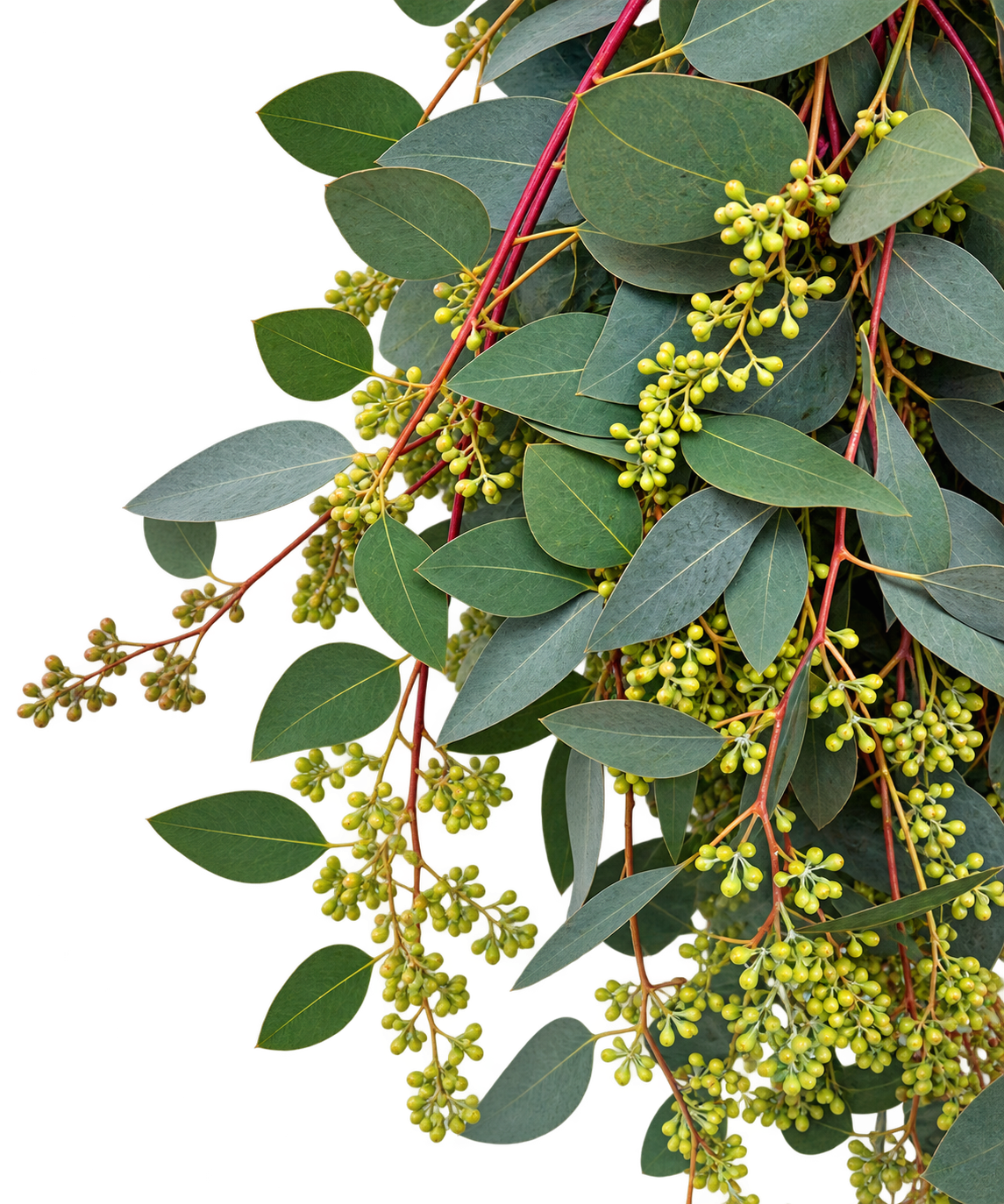 Seeded Eucalyptus - 10 stem bunch