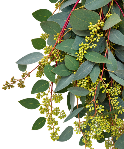Seeded Eucalyptus - 10 stem bunch