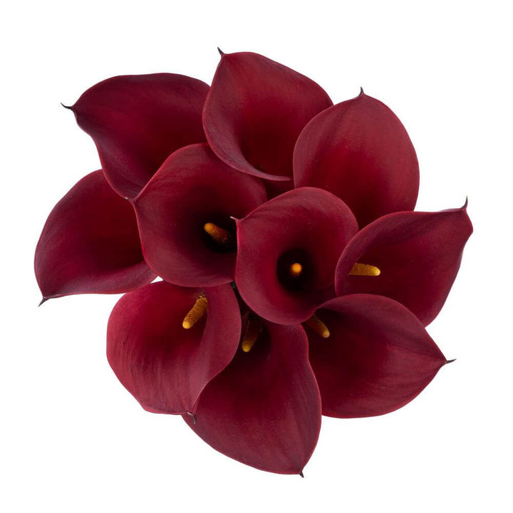 Mini Calla Lilies  Cherry - 10 stem bunch