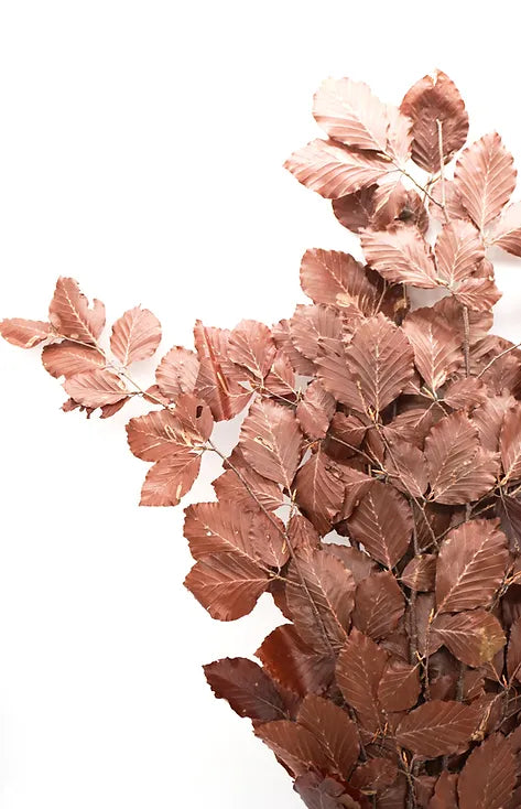 Copper Beach - Brown