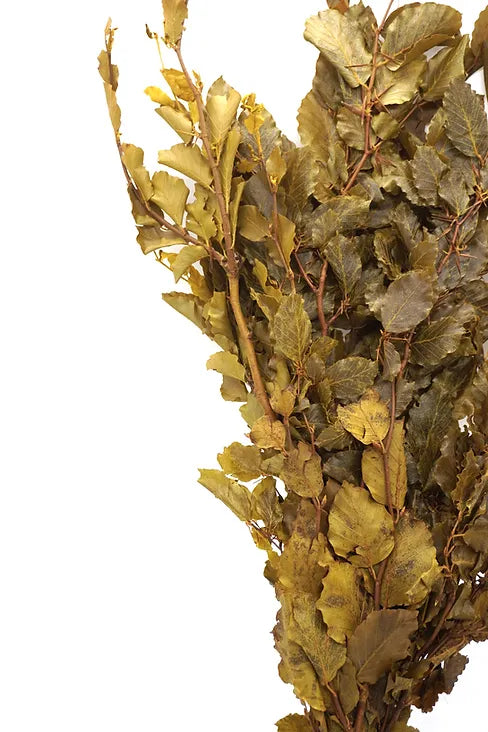 Copper Beach - Green