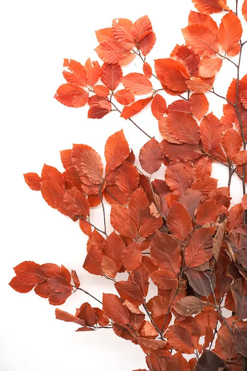 Copper Beach -Red