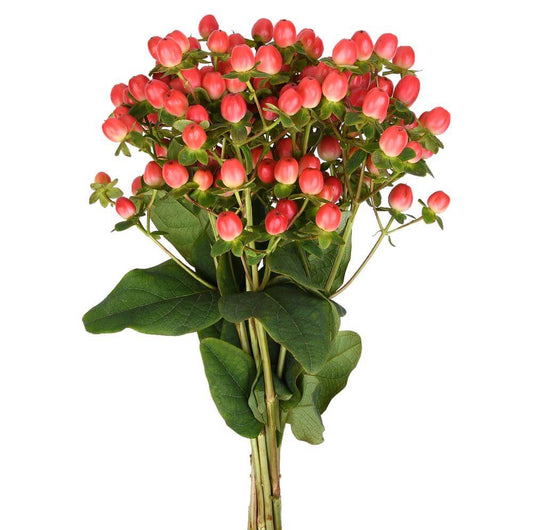 Hypericum Coral - 10 stem bunch