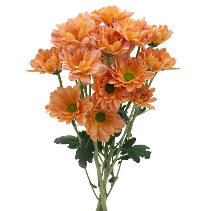 Coral Daisy Pom - 7 stem bunch