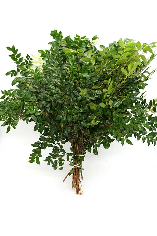 Coastal Huck - 10 stem bunch