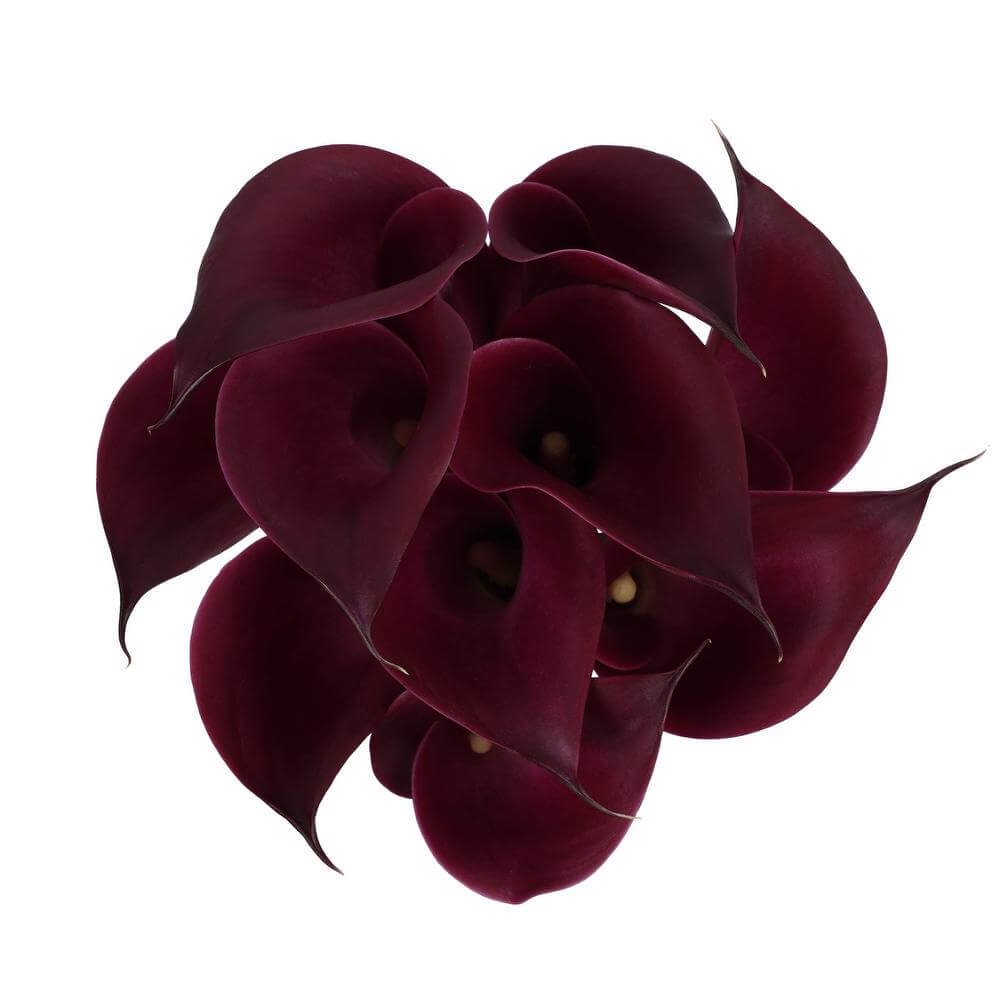 Mini Calla Lillies Cranberry - 10 stem bunch