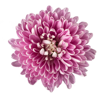 Cremone Lavender - 10 stem bunch