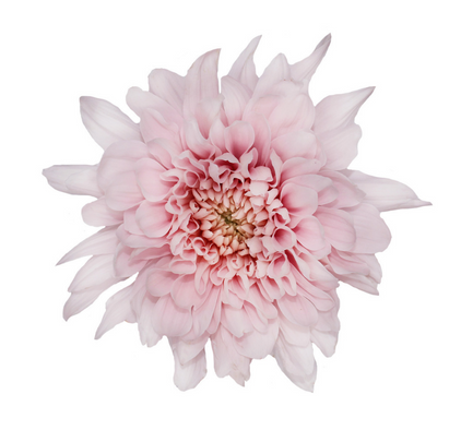 Cremone Light Pink - 10 stem bunch