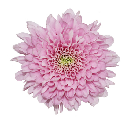 Cremone Pink - 10 stem bunch