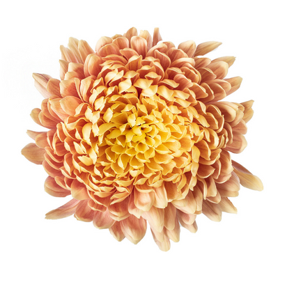 Cremone Salmon - 10 stem bunch