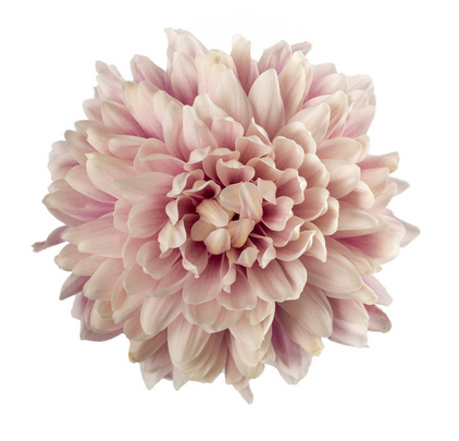 Cremone Salmon Pink - 10 stem bunch