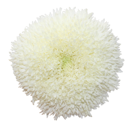 Cremone White - 10 stem bunch