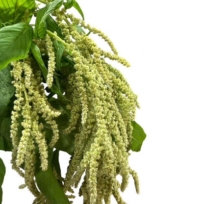 Amaranthus Green Hanging