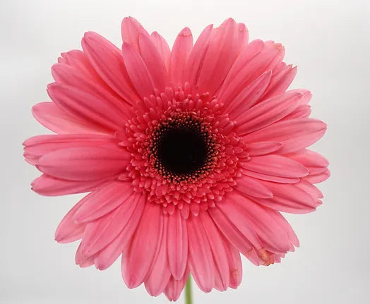 Gerbera Hot Pink - 10 stem bunch