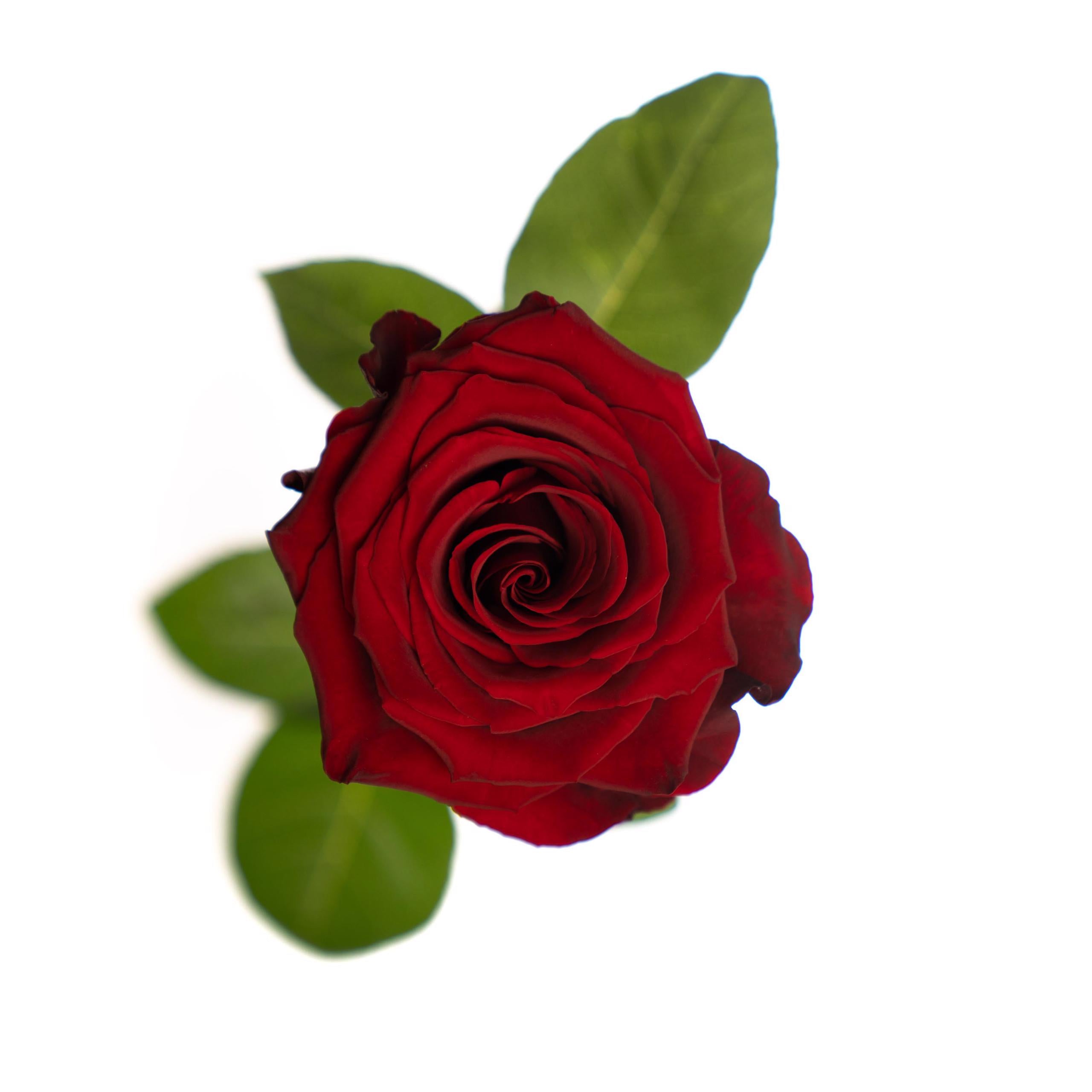 Roses – Skyline Flowers