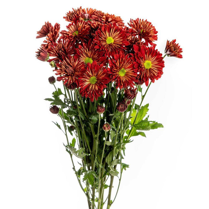 Fall Daisy Pom - 7 stem bunch